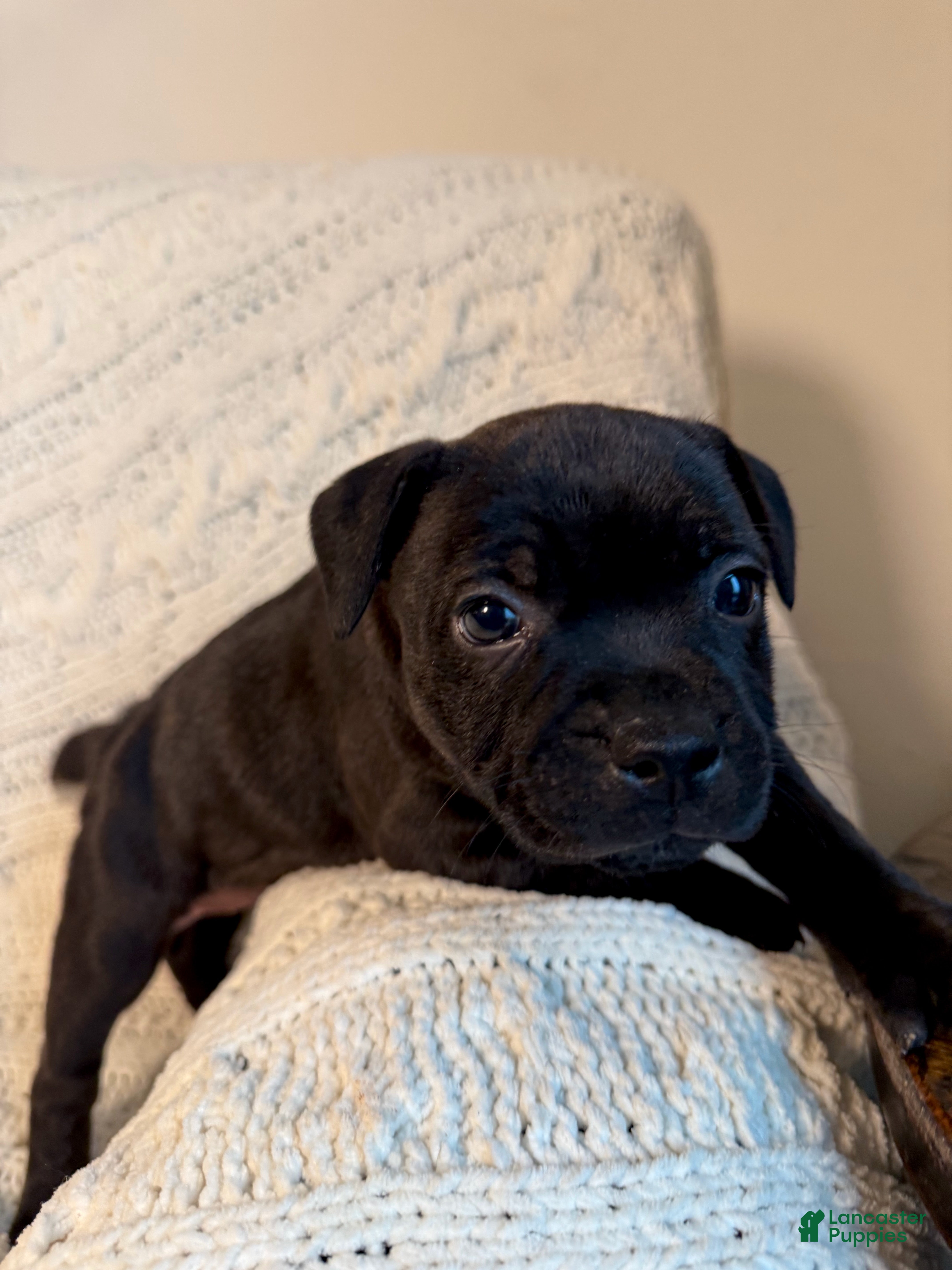 Staffordshire Bull Terrier dogs Staffordshire Bull Terrier Puppy 5 - Ad 3