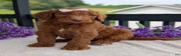 Goldendoodle dogs for sale: Miss Ellie - Ad 19