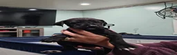 Great Dane dogs for sale: Black - Ad 3