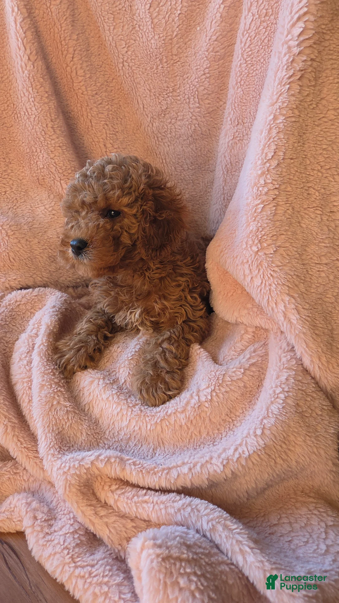 Cavapoo dogs for sale: Milo - Ad 2