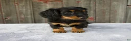 Miniature Dachshund dogs for sale: Mira - Ad 5