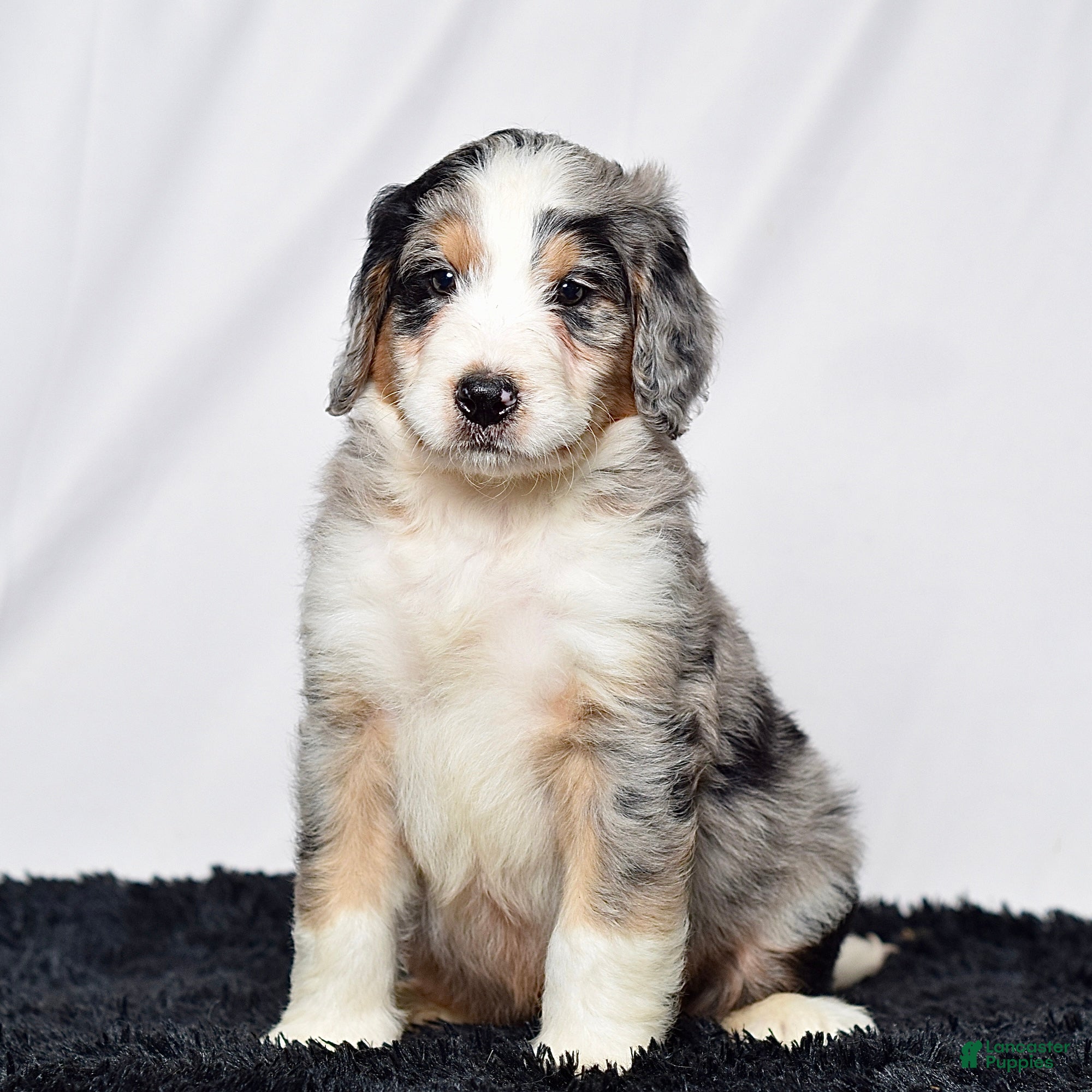 Bernedoodle dogs Mr. Hector - Ad 2