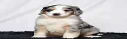 Bernedoodle dogs for sale: Mr. Hector - Ad 2
