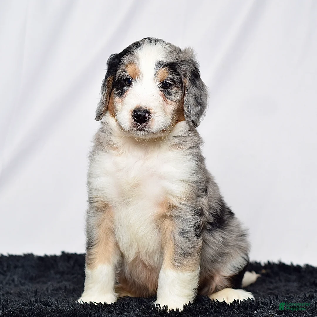 Bernedoodle dogs for sale: Mr. Hector - Ad 2