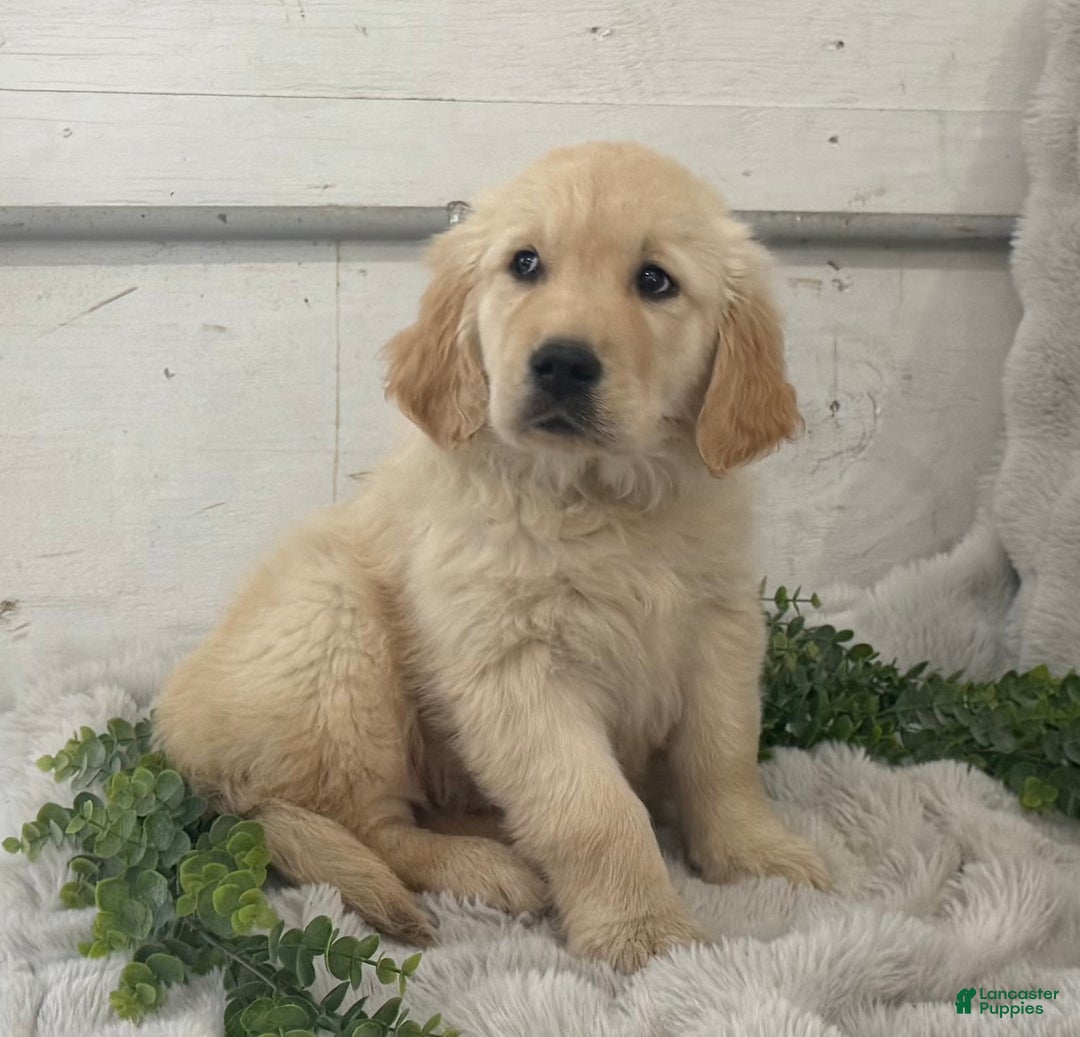 Golden Retriever dogs for sale: Snow Ball - Ad 17