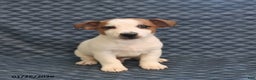 Jack Russell Terrier dogs for sale: Keith - Ad 4