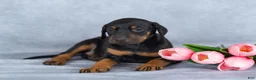 Mixed Breed dogs for sale: Rosie - Ad 3