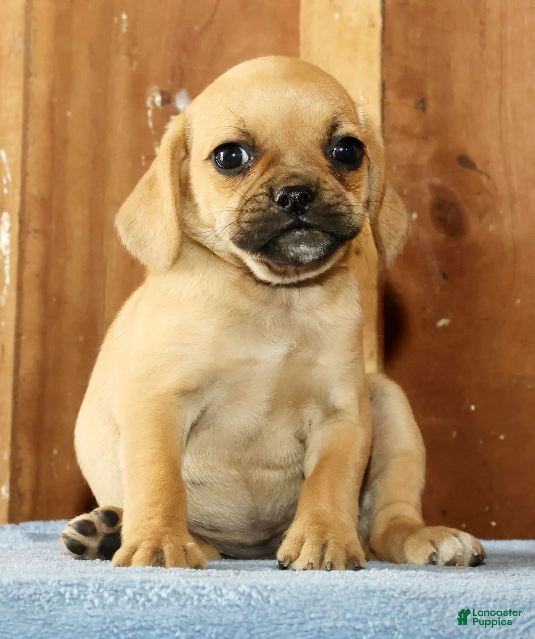 Puggle dogs for sale: Bella - Ad 2