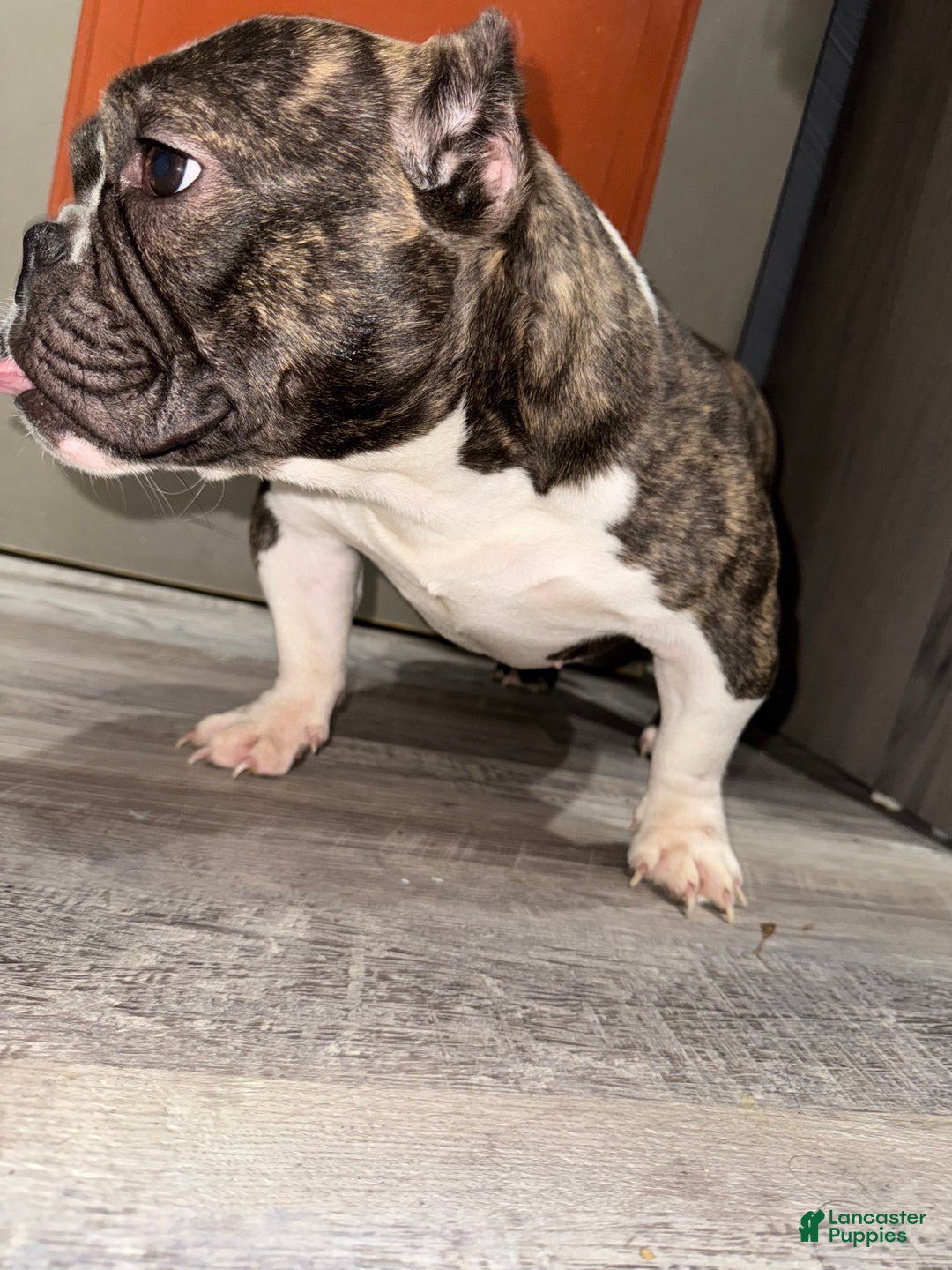 American Bully dogs for sale: American Bully Puppy 2 - Ad 1
