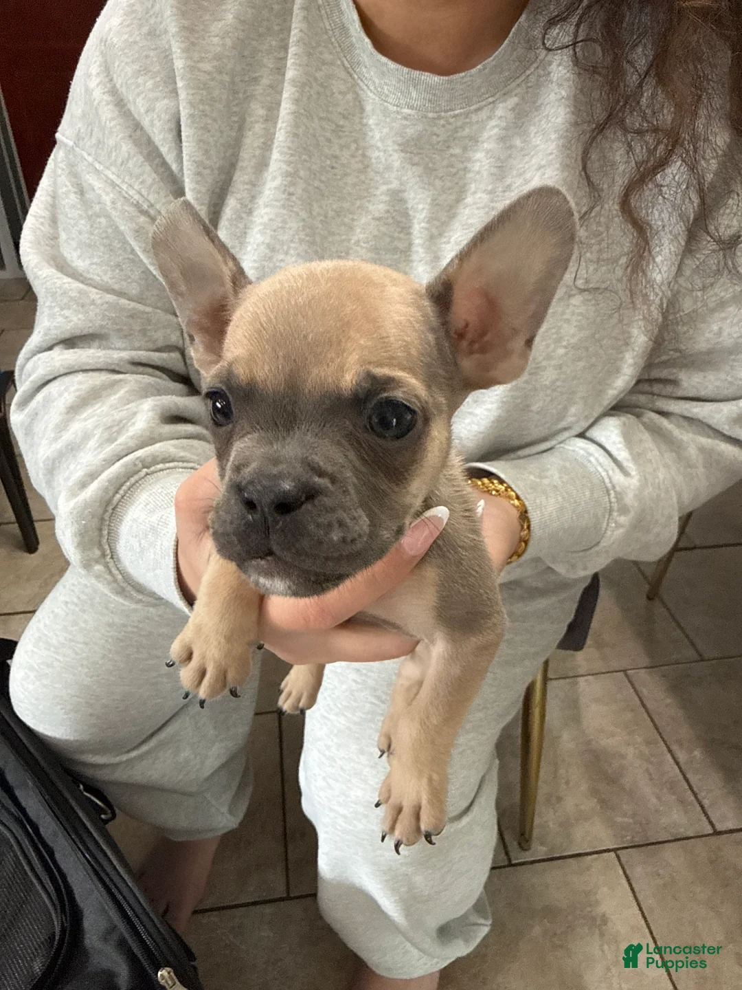 Mixed Breed dogs for sale: Mixed Breed Puppy 3 - Ad 1