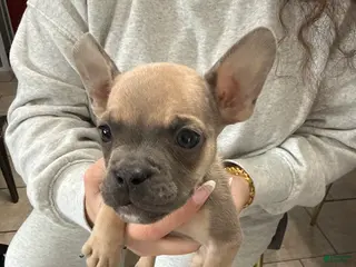 Mixed Breed dogs Mixed Breed Puppy 3 - Ad 17