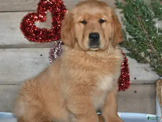 Golden Retriever dogs Benny - Ad 13