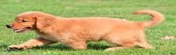 Golden Retriever dogs for sale: Charlie - Ad 9