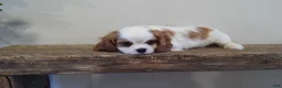 Cavalier King Charles Spaniel dogs for sale: Cavalier King Charles Spaniel Puppy 1 - Ad 7