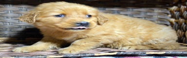 Golden Retriever Puppy 4 Grant