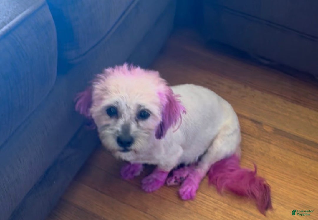 Shihpoo dogs for sale: Shihpoo Puppy 8 - Ad 2