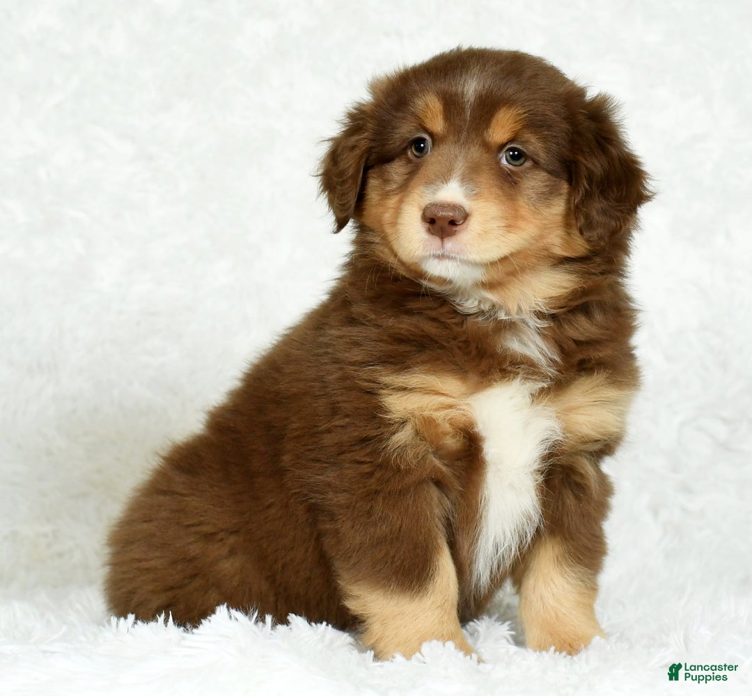 Australian Shepherd dogs for sale: Connie - Ad 5