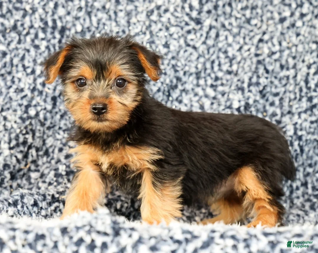 Yorkshire Terrier dogs for sale: Allison - Ad 1