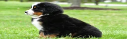 Bernese Mountain Dog dogs for sale: Ranger - Ad 4