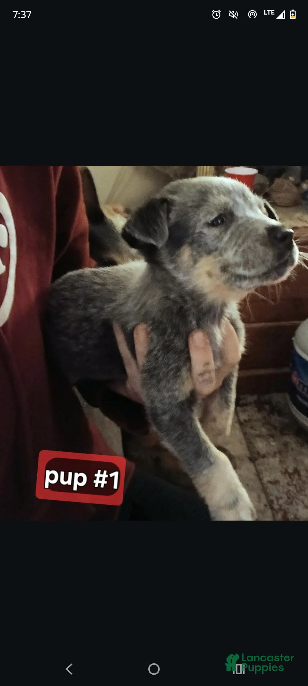Australian Cattle Dog dogs for sale: Australian Cattle Dog Puppy 1 - Ad 1
