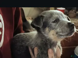 Australian Cattle Dog dogs Australian Cattle Dog Puppy 1 - Ad 3