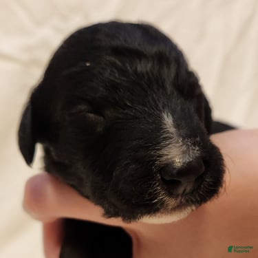 Mini Aussiedoodle dogs for sale: Scout_Male Tri-Color Possible Phantom - Ad 10