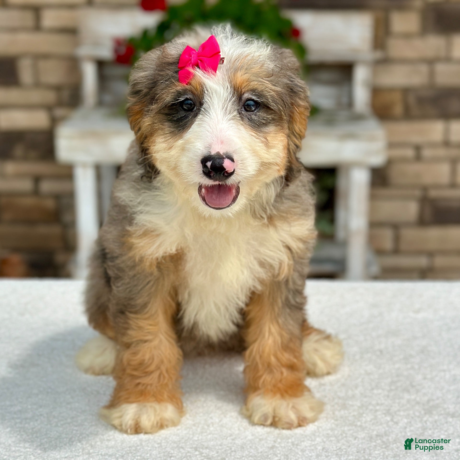Mini Bernedoodle dogs for sale: Jojo - Ad 2