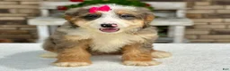 Mini Bernedoodle dogs for sale: Jojo - Ad 1