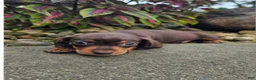 Dachshund dogs for sale: Roxy - Ad 8