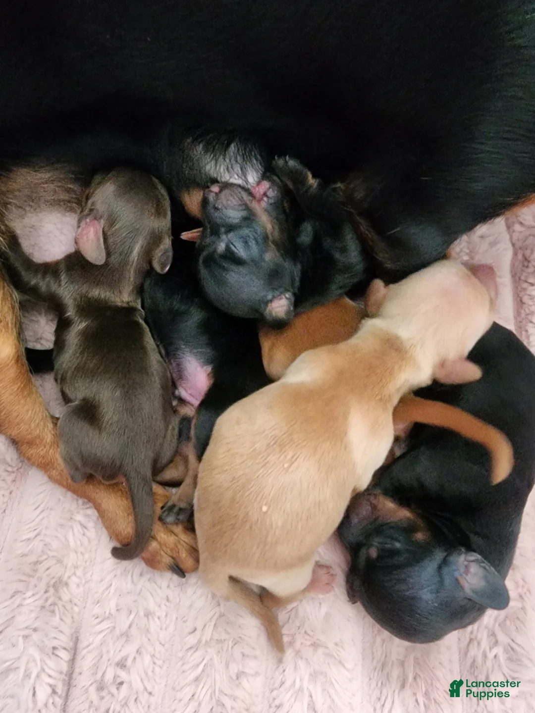 Dachshund dogs for sale: Dachshund Puppy 5 - Ad 4