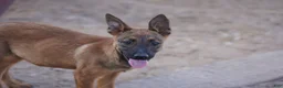 Belgian Malinois dogs for sale: Malinois M - Ad 7