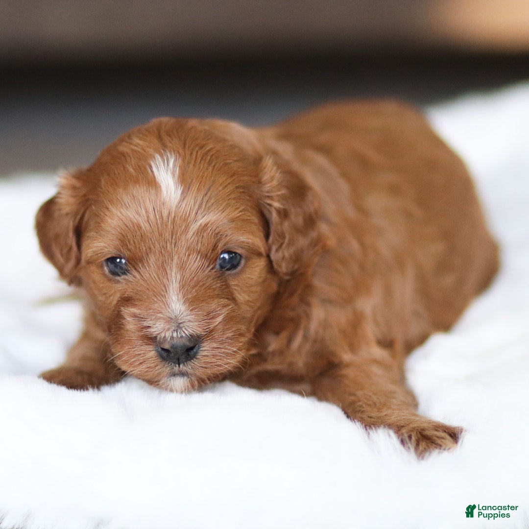 Cavapoo dogs for sale: Bear - Ad 1