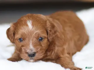 Cavapoo dogs Bear - Ad 19