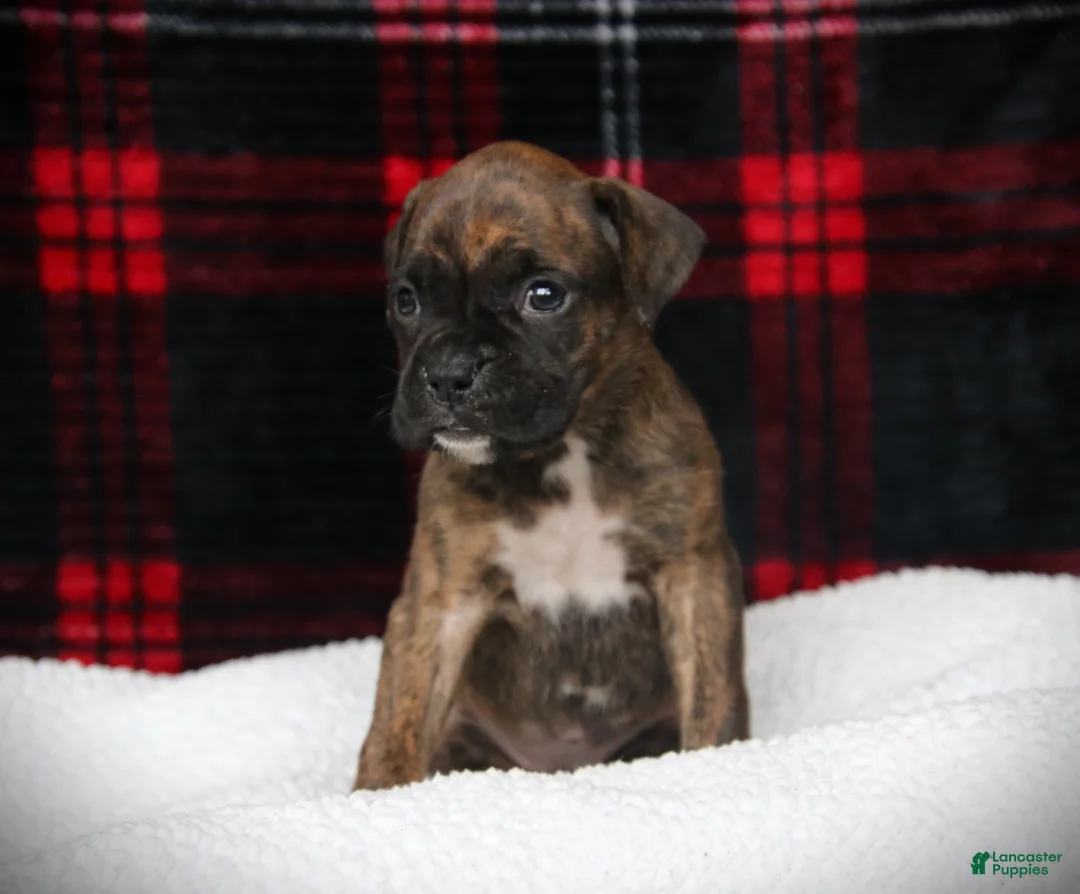 Boxer dogs for sale: Zoey - Ad 1