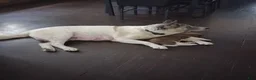 Akita dogs for sale: Akita 4 - Ad 9
