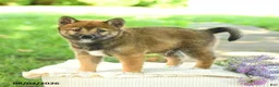 Shiba Inu dogs for sale: Diamond - Ad 2
