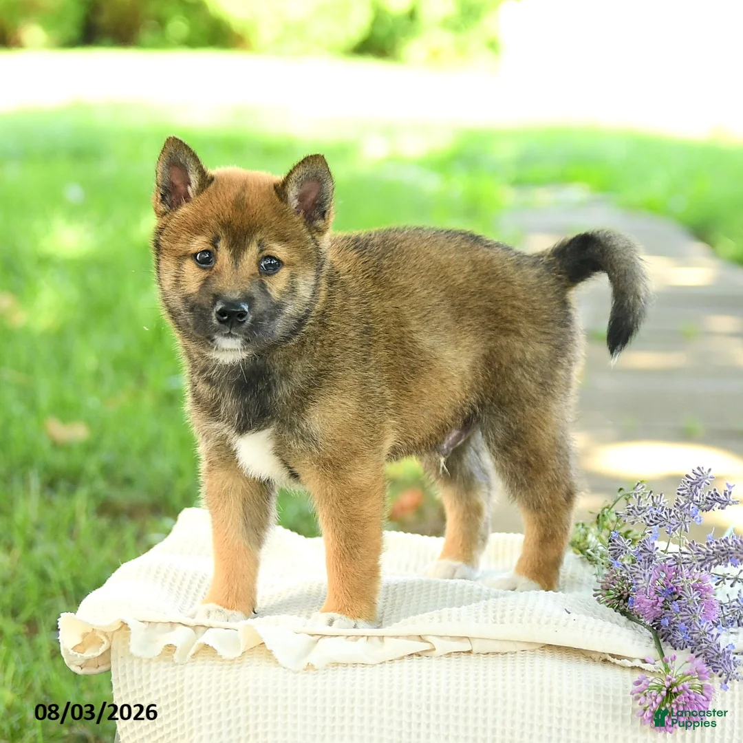 Shiba Inu dogs for sale: Diamond - Ad 2
