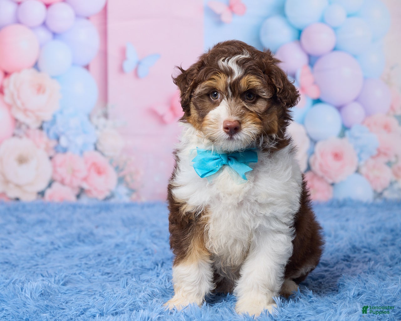 Aussiedoodle dogs Oscar - Ad 1