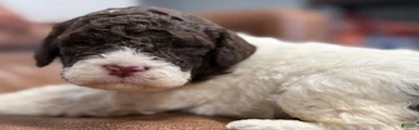 Light purple collar Female