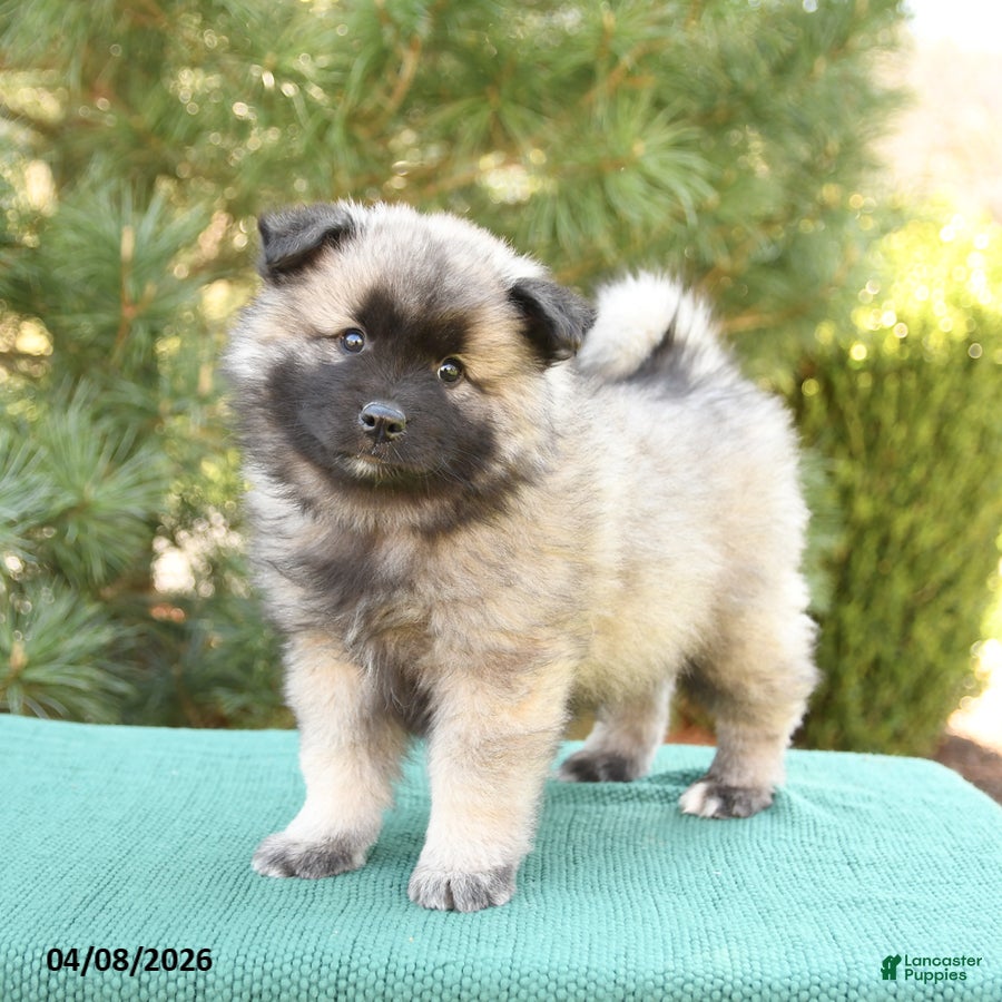 Keeshond dogs Scout - Ad 1