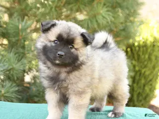Keeshond dogs for sale: Scout - Ad 2