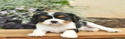 Cavalier King Charles Spaniel dogs for sale: Dreamer  - Ad 3