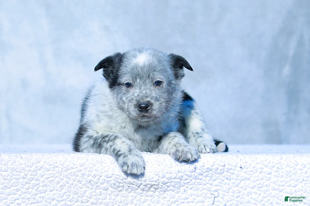 Australian Cattle Dog dogs for sale: Noah - Ad 2
