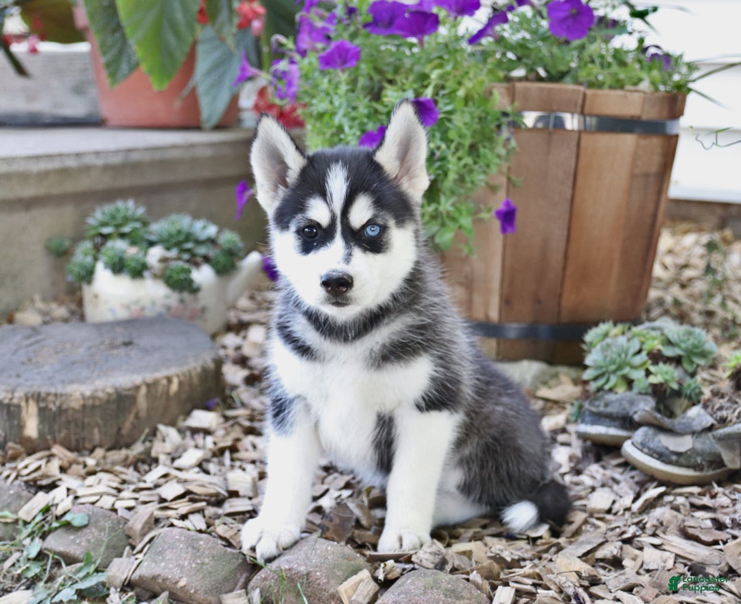 Gallery Image {{count}}