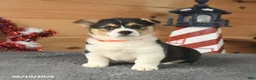 Welsh Corgi Pembroke dogs for sale: Paul Revere - Ad 1
