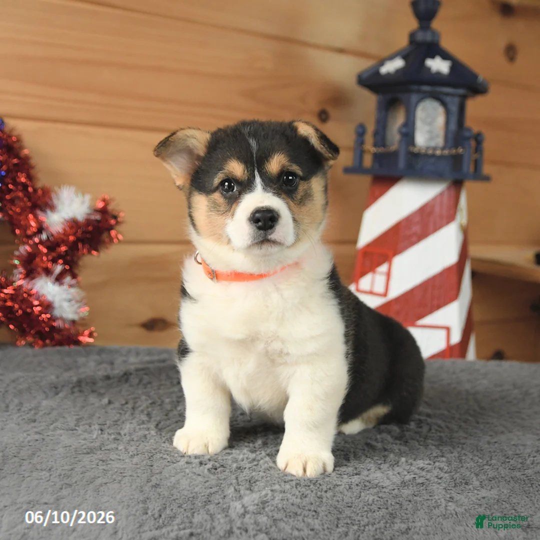 Welsh Corgi Pembroke dogs for sale: Paul Revere - Ad 1