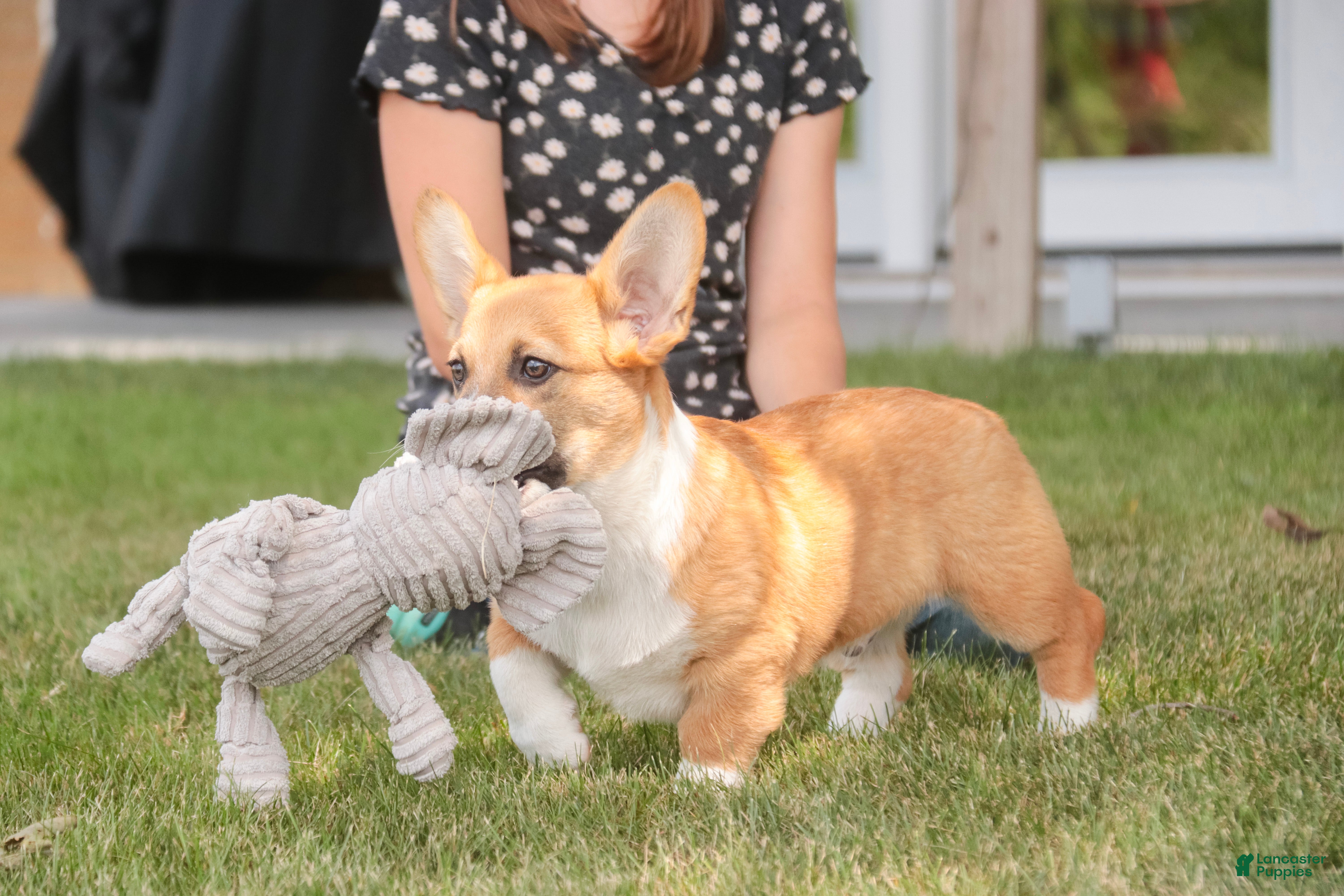 Welsh Corgi Pembroke dogs Ripley - Ad 2