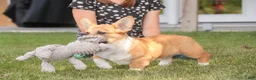 Welsh Corgi Pembroke dogs for sale: Ripley - Ad 6
