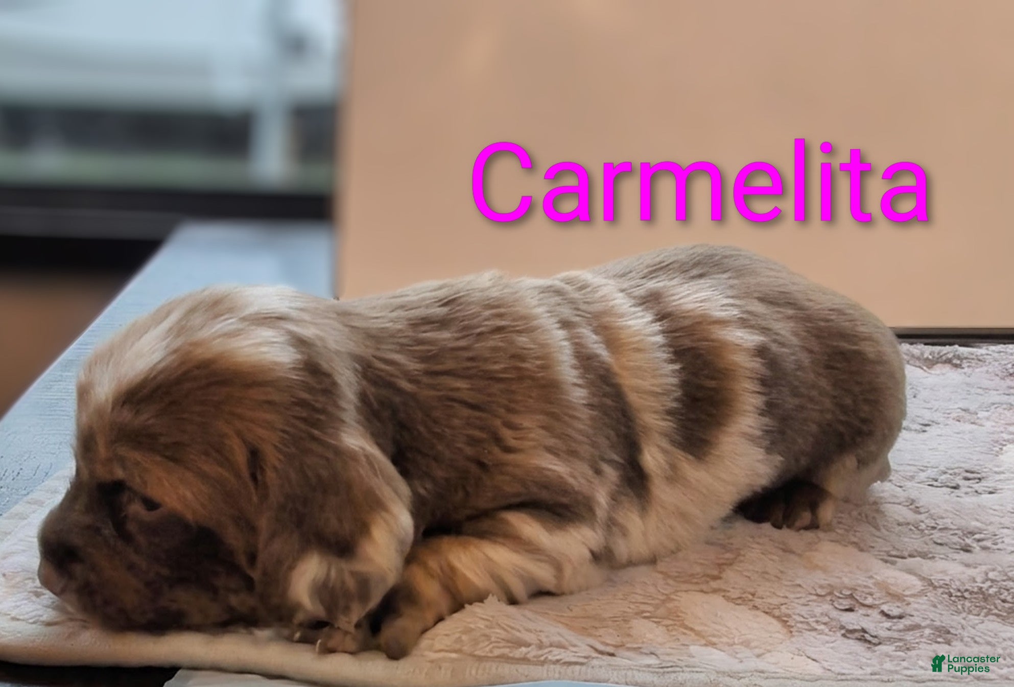 Miniature Dachshund dogs Carmelita - Ad 1