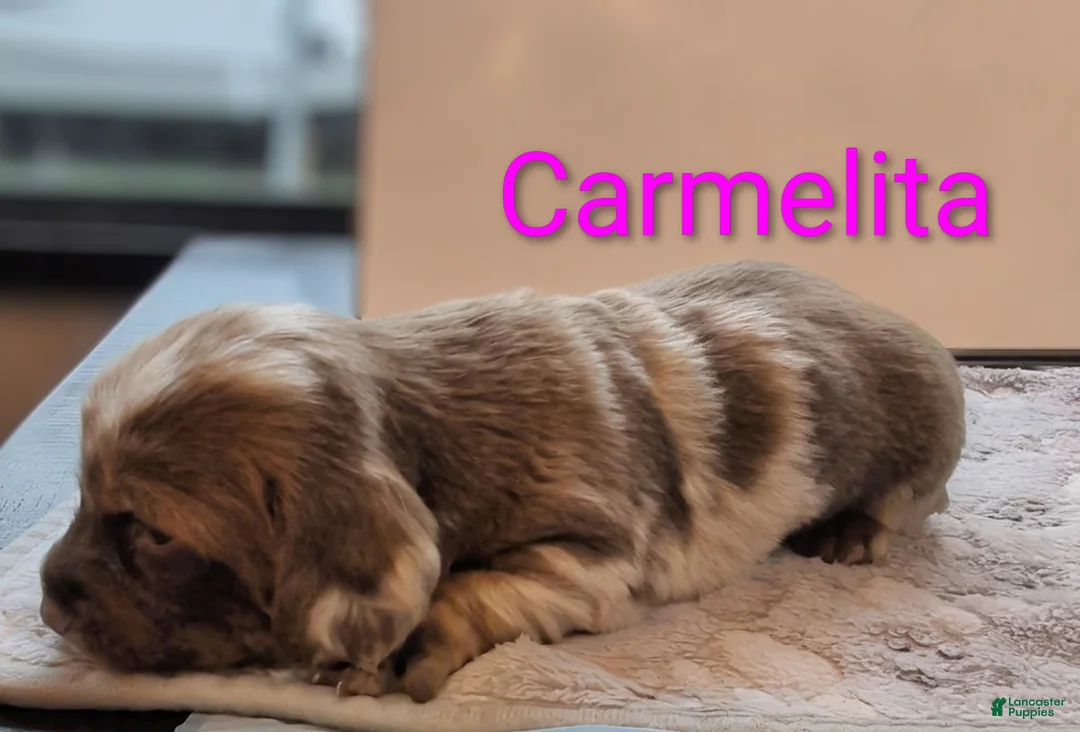 Miniature Dachshund dogs for sale: Carmelita - Ad 1